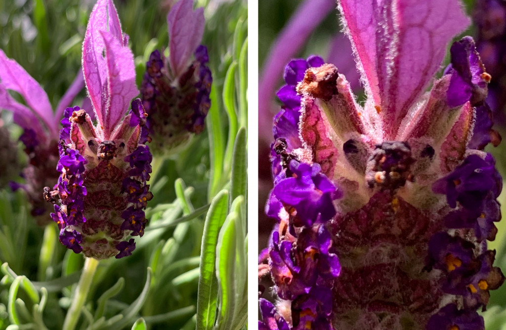 Test image from the iPhone XS Max's telephoto lens (left) with 100 percent crop (right)