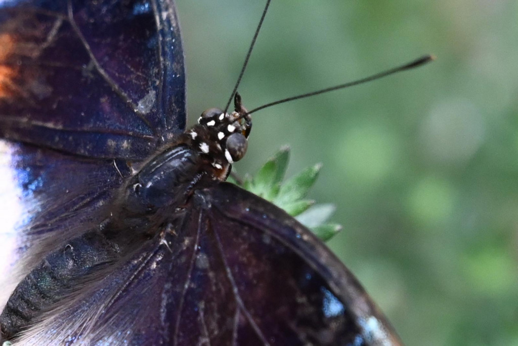 Nikon Z7 Test Image (100 percent crop)Nikon Z7 Test Image (100 percent crop)