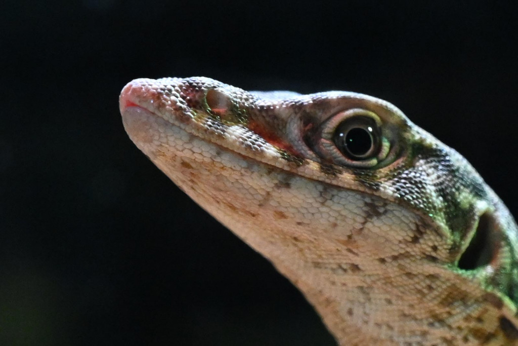 Nikon Z7 Test Image (100 percent crop)