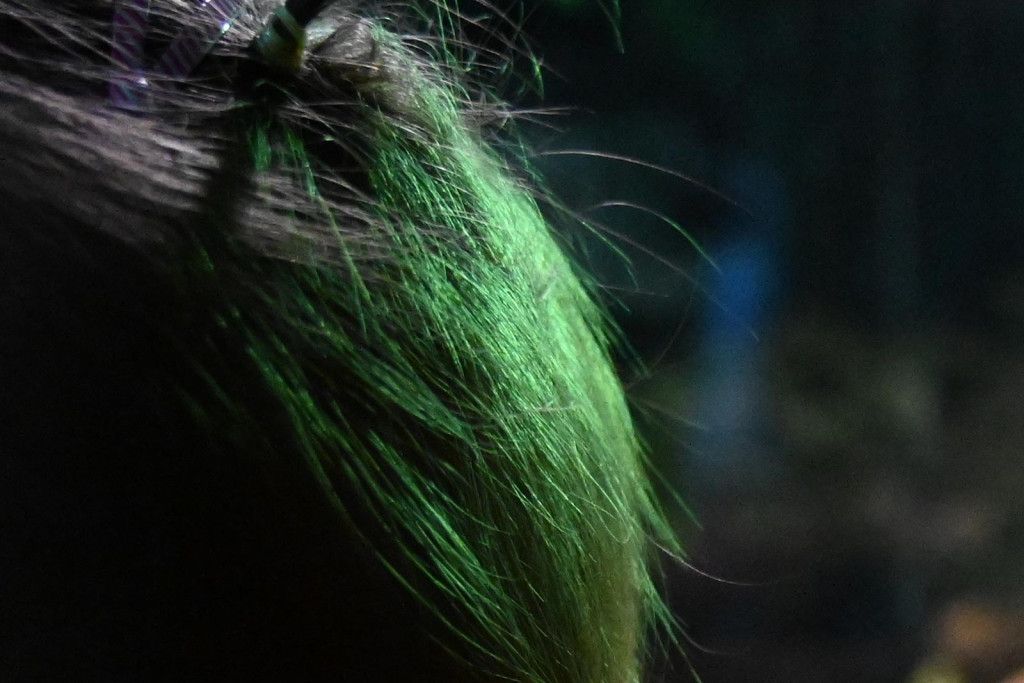 Nikon Z7 Test Image (100 percent crop)Nikon Z7 Test Image (100 percent crop)