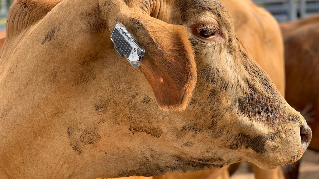 CSIRO Ceres Tag for cows