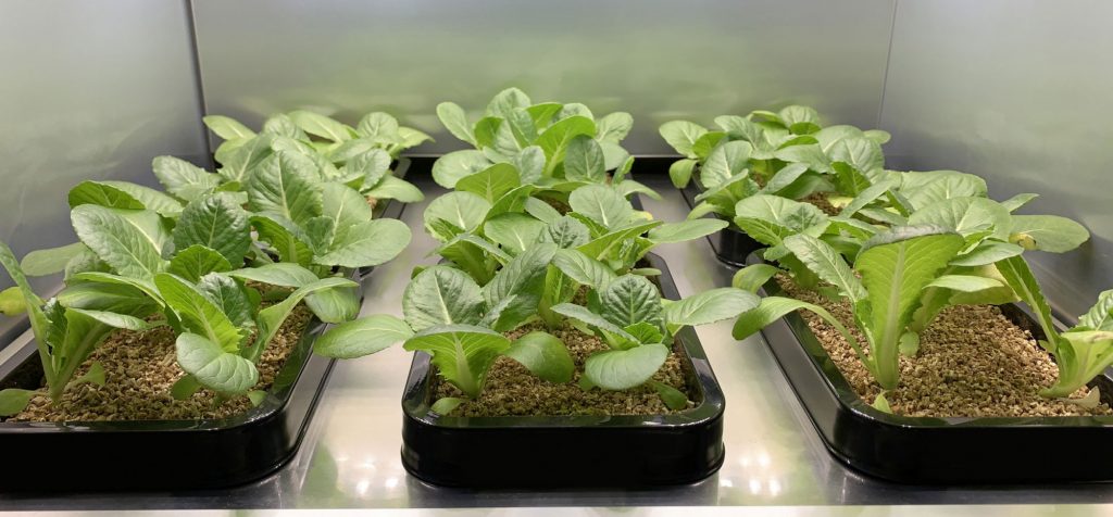 LG indoor gardening appliance to be shown at CES 2020