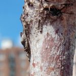 Macro camera test from the Oppo Find X2 Pro (100 percent crop)