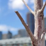 Macro camera test from the Oppo Find X2 Pro (100 percent crop)