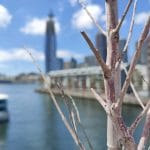 Macro camera test from the Oppo Find X2 Pro