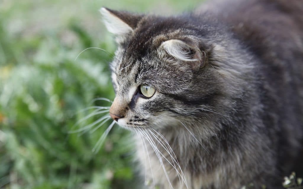 Cat in the wilderness