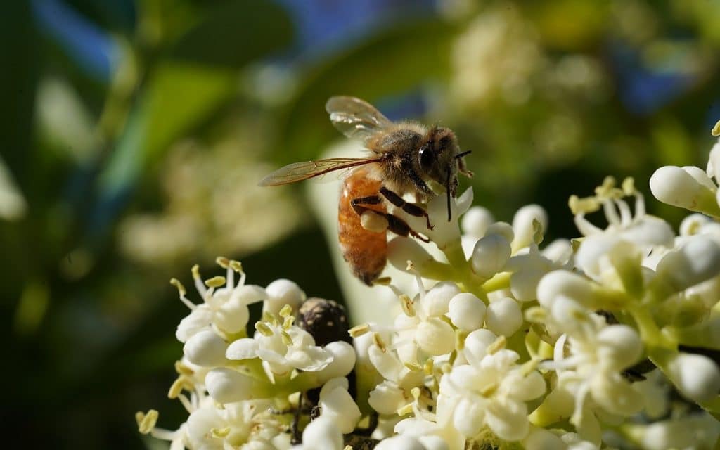 A macro shot of a bee. Credit: Leigh :) Stark