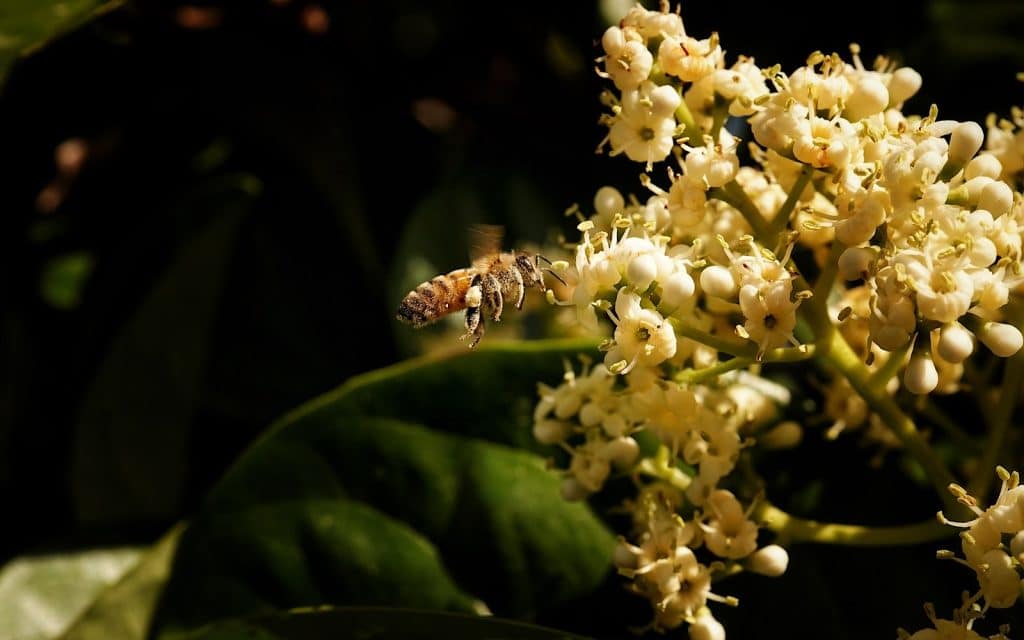 A macro shot of a bee. Credit: Leigh :) Stark