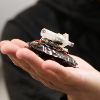 Cyborg beetles meet cockroaches as rescuers